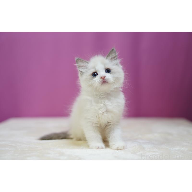 成約済の埼玉県のラグドール-127553の7枚目