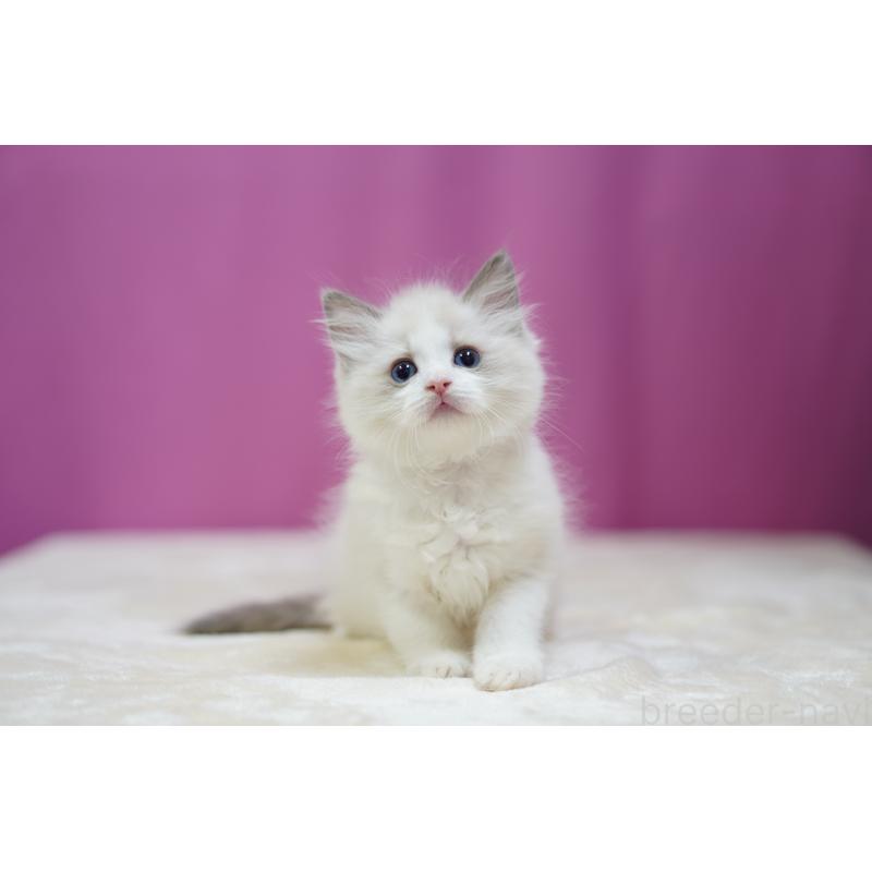 成約済の埼玉県のラグドール-127553の6枚目