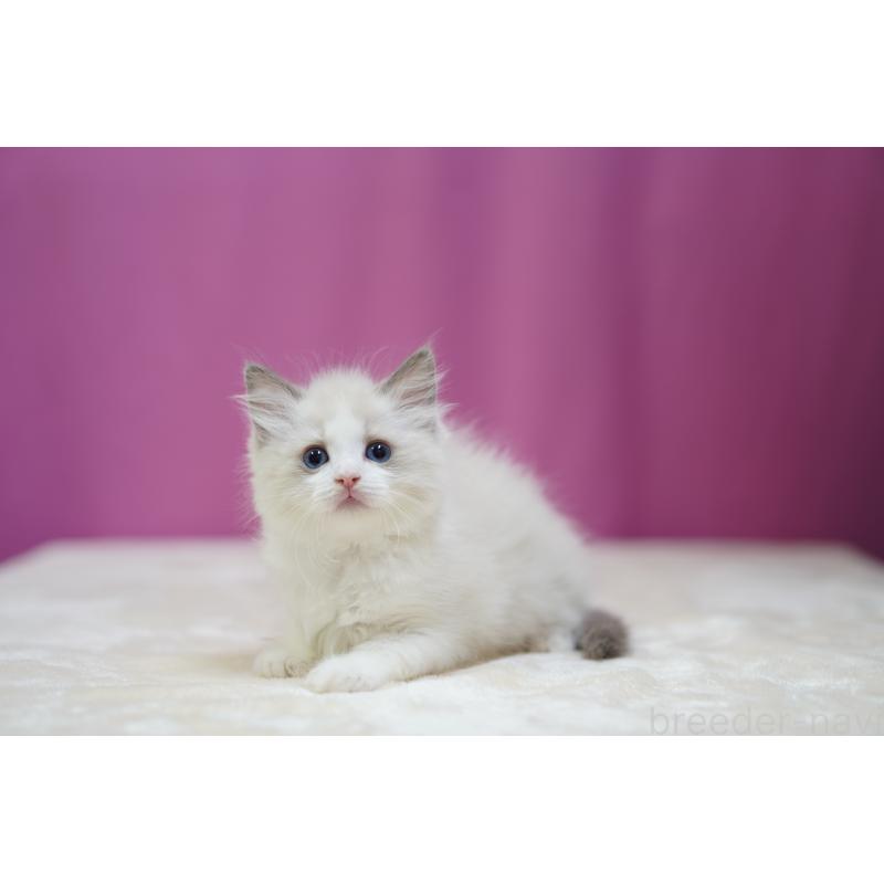 成約済の埼玉県のラグドール-127553の4枚目