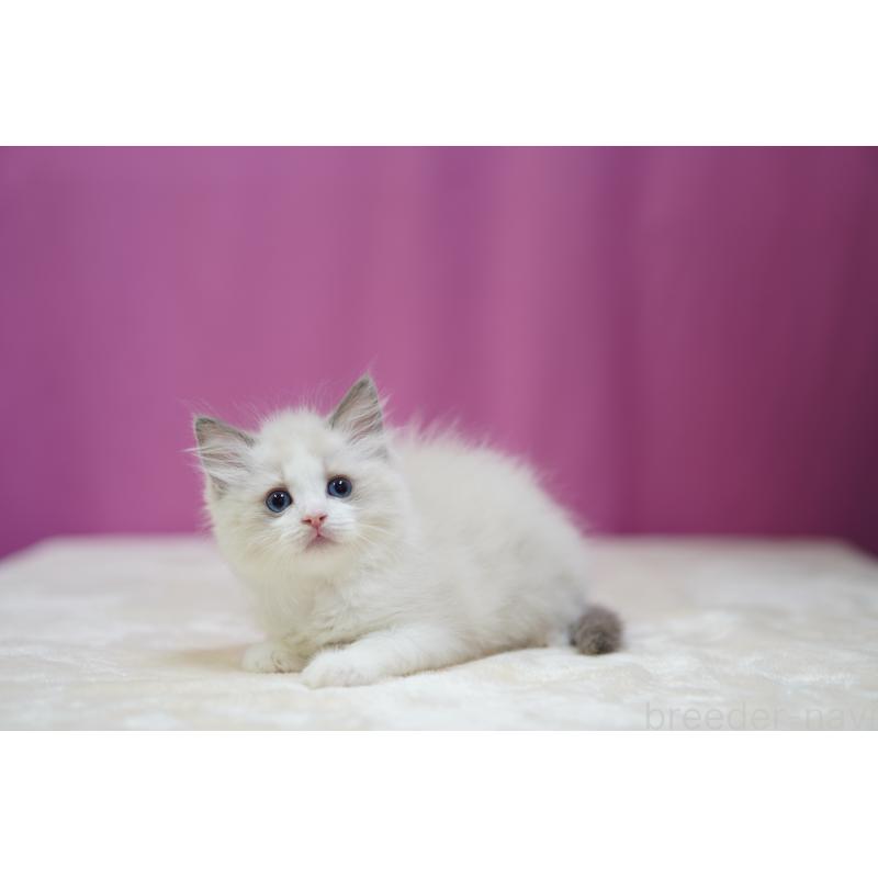 成約済の埼玉県のラグドール-127553の3枚目