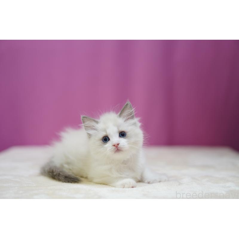 成約済の埼玉県のラグドール-127553の2枚目