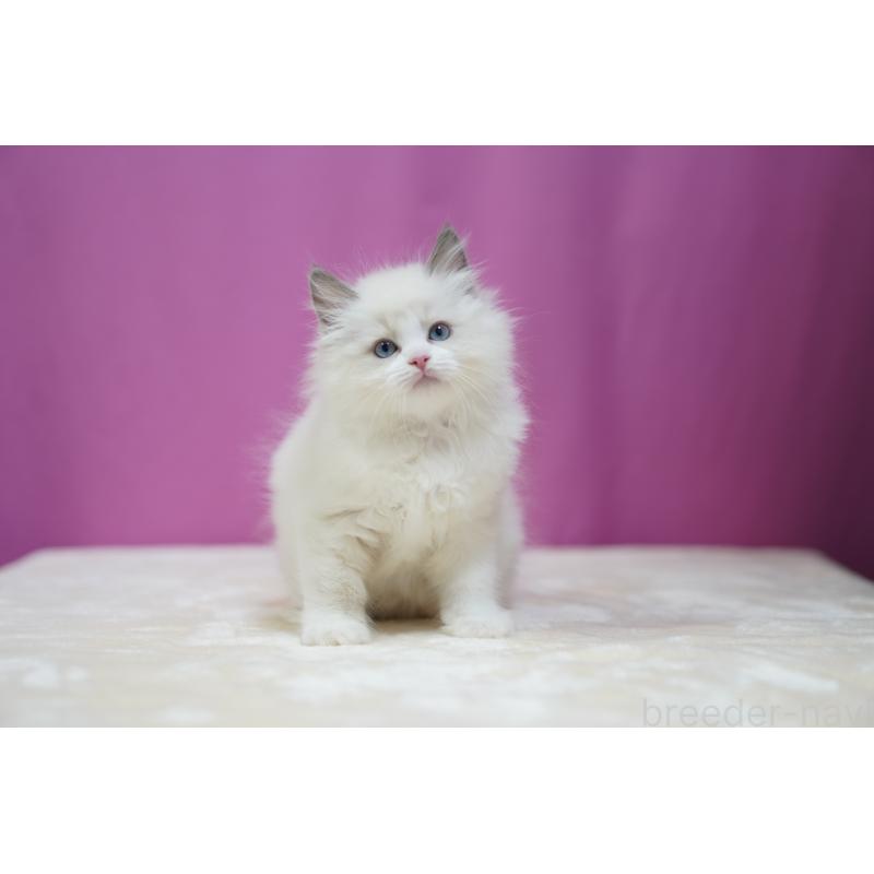 成約済の埼玉県のラグドール-126995の7枚目