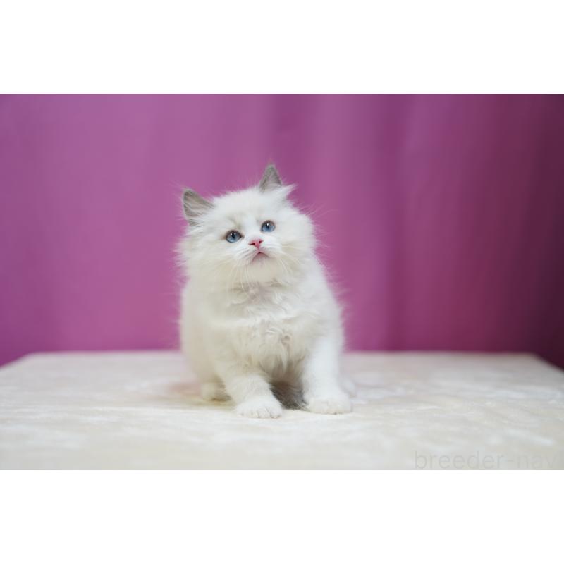 成約済の埼玉県のラグドール-126995の5枚目