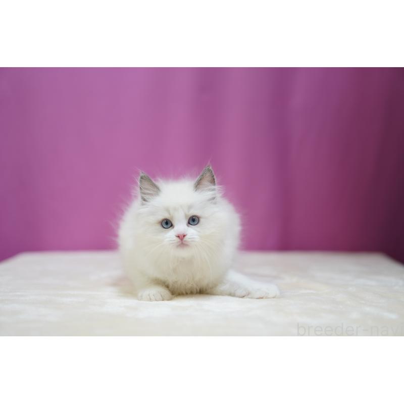 成約済の埼玉県のラグドール-126995の4枚目