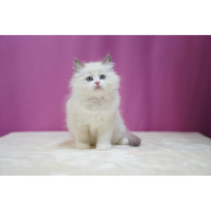 成約済の埼玉県のラグドール-126995の3枚目