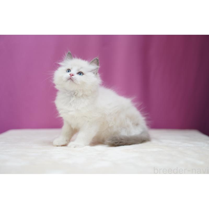 成約済の埼玉県のラグドール-126995の2枚目