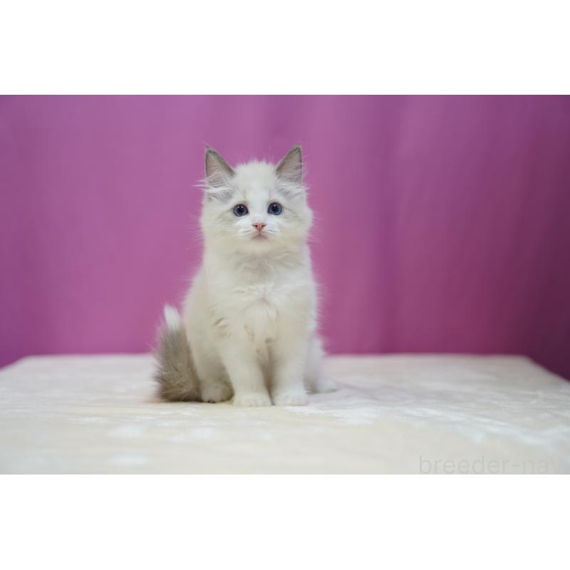 成約済の埼玉県のラグドール-126990の5枚目