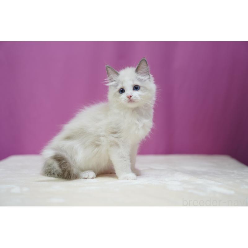 成約済の埼玉県のラグドール-126990の4枚目