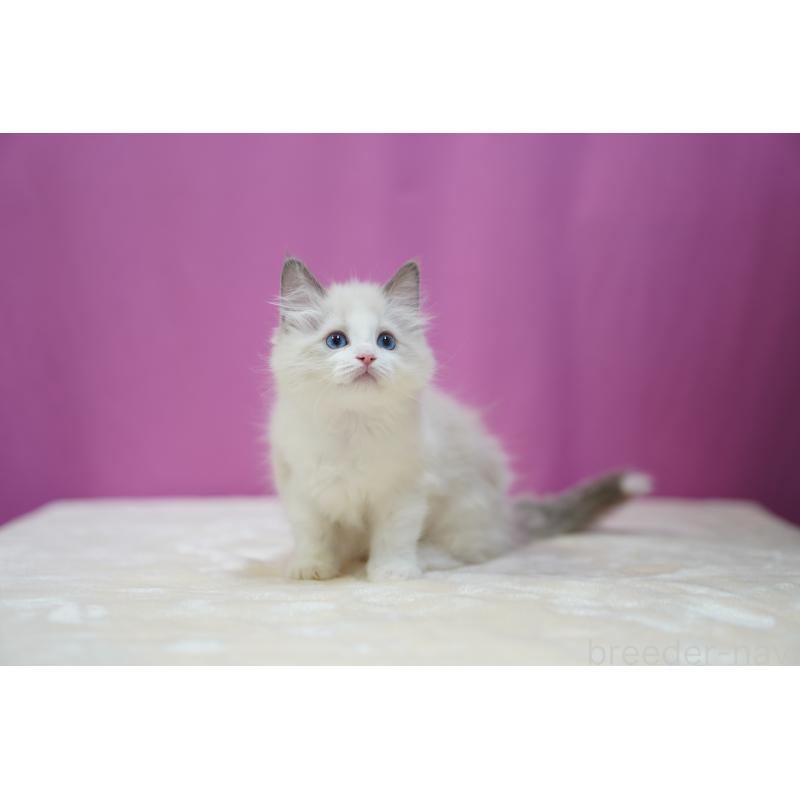 成約済の埼玉県のラグドール-126990の3枚目