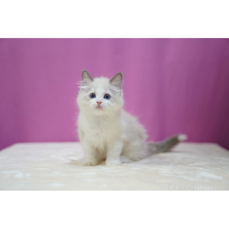 成約済の埼玉県のラグドール-126990の2枚目