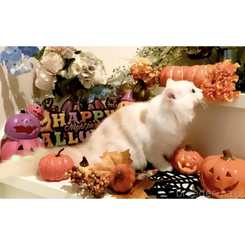 販売中の北海道のスコティッシュフォールド-121184の4枚目