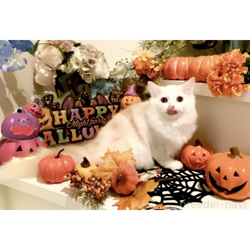 販売中の北海道のスコティッシュフォールド-121184の3枚目