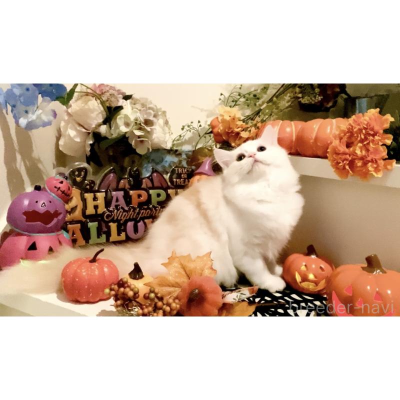 販売中の北海道のスコティッシュフォールド-121184の2枚目