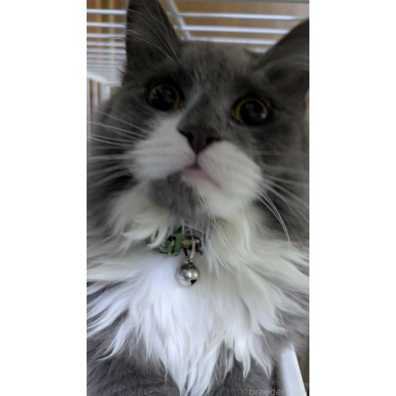 販売中の大阪府のミヌエット-120590の11枚目