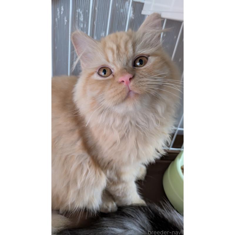 販売中の大阪府のミヌエット-120053の12枚目