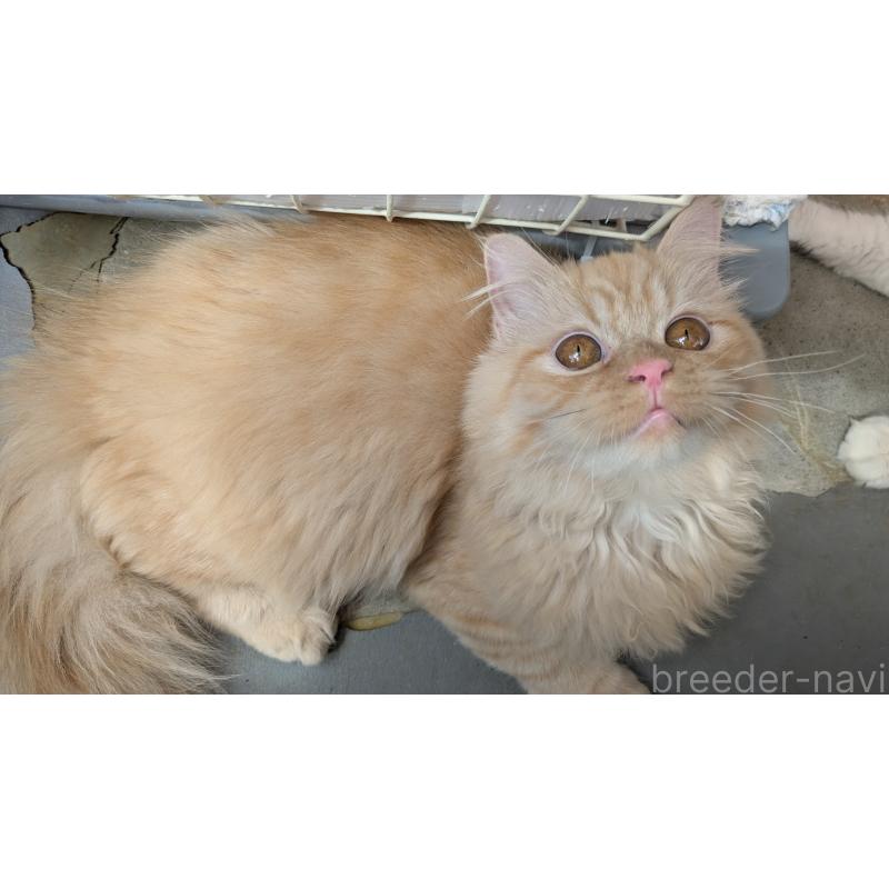 販売中の大阪府のミヌエット-120053の10枚目