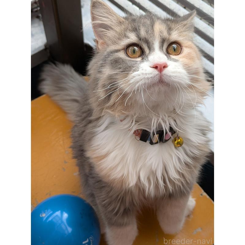 成約済ののミヌエット-120051