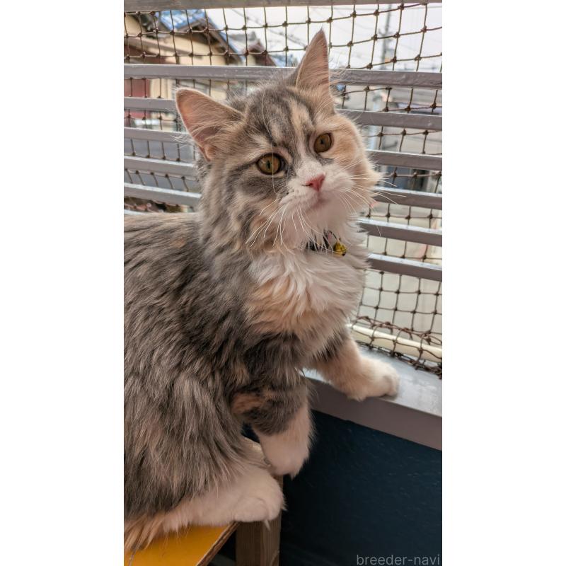 成約済の大阪府のミヌエット-120051の4枚目