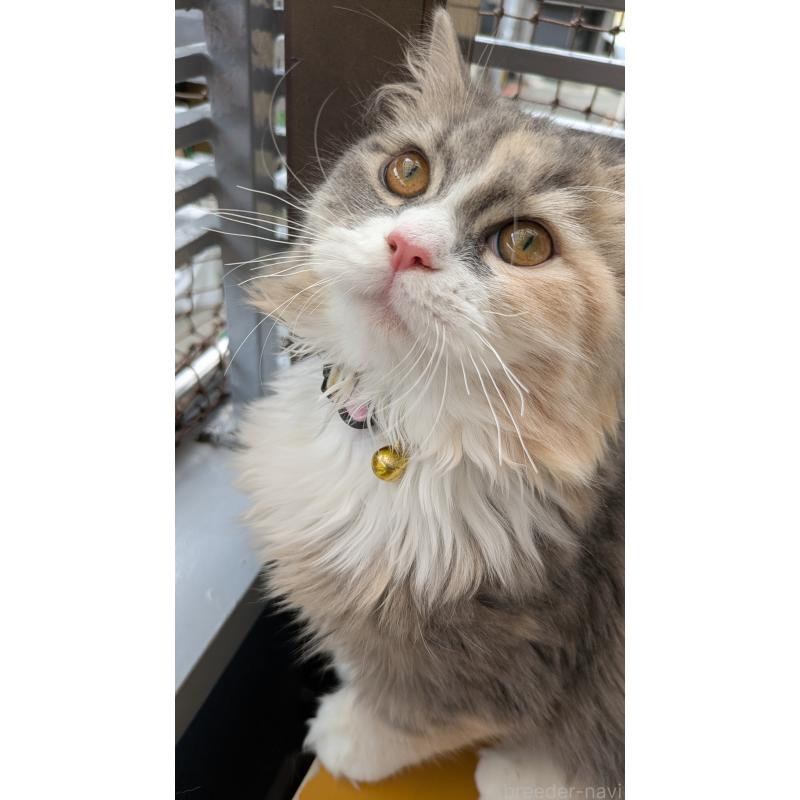 成約済の大阪府のミヌエット-120051の3枚目