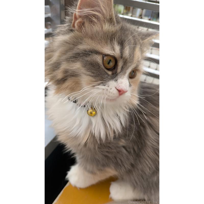 成約済の大阪府のミヌエット-120051の2枚目