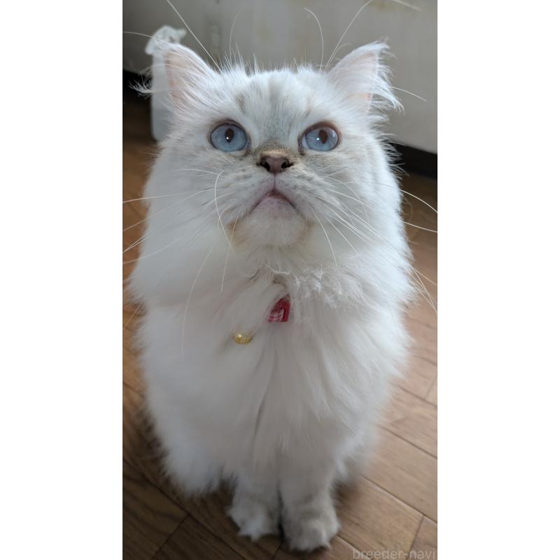 販売中の大阪府のミヌエット-127978の15枚目