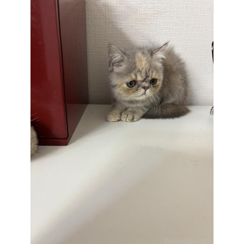販売中の大阪府のエキゾチックショートヘア-128546の3枚目