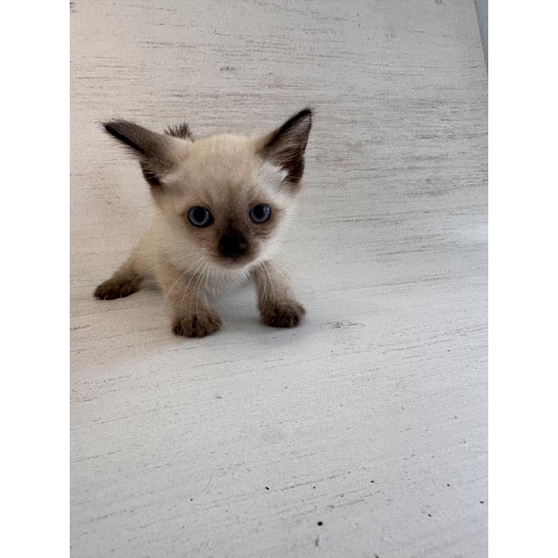 販売中の長野県のトイボブ-127976の9枚目