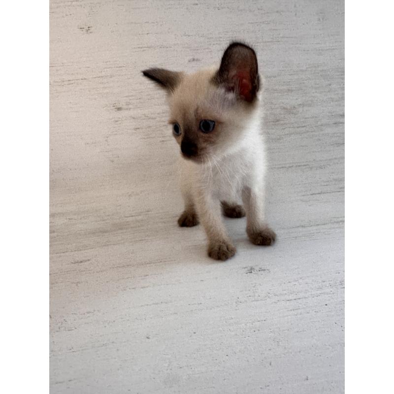 販売中の長野県のトイボブ-127976の8枚目