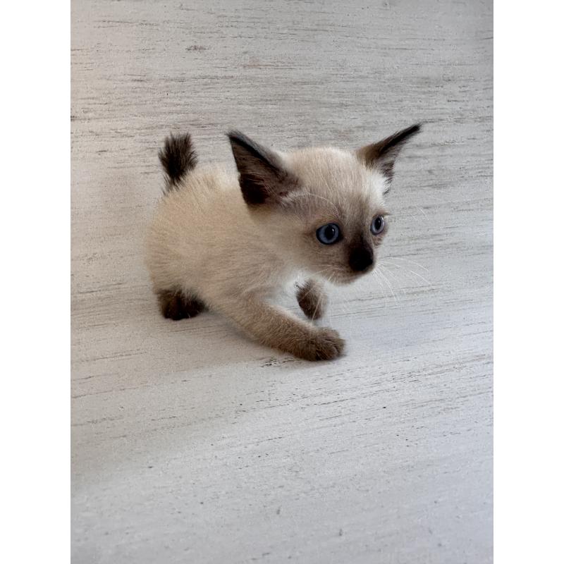 販売中の長野県のトイボブ-127976の7枚目