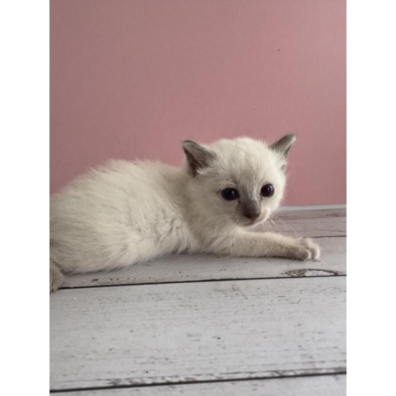 商談中の長野県のトイボブ-127926の19枚目