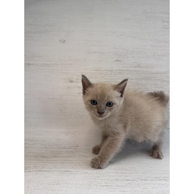 販売中の長野県のトイボブ-127919の21枚目