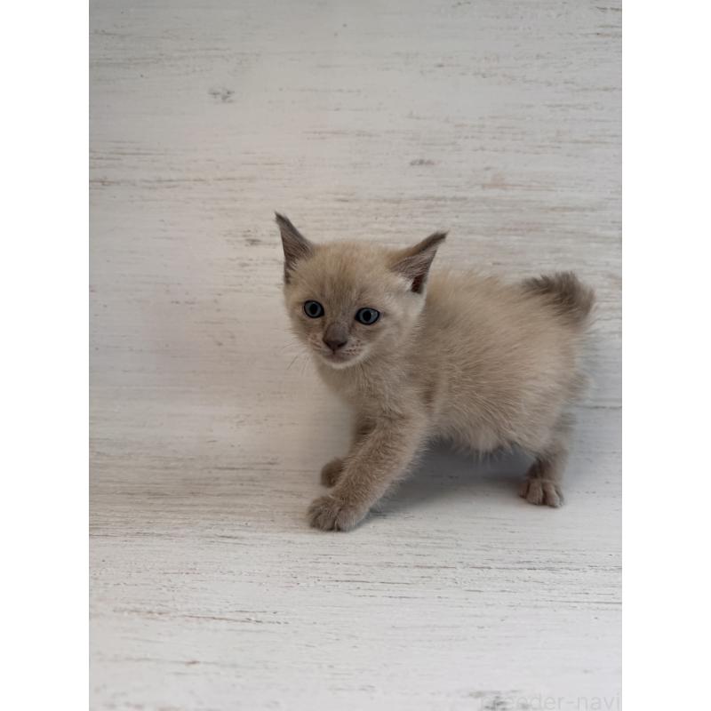 販売中の長野県のトイボブ-127919の20枚目