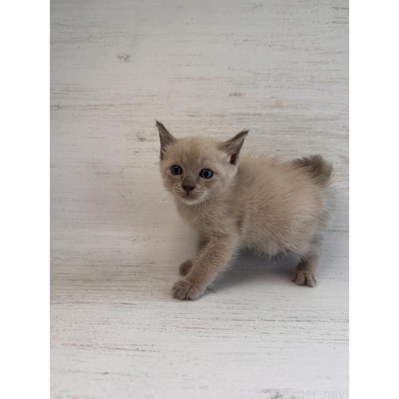 販売中の長野県のトイボブ-127919の19枚目