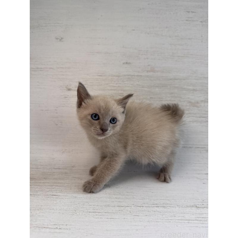 販売中の長野県のトイボブ-127919の18枚目