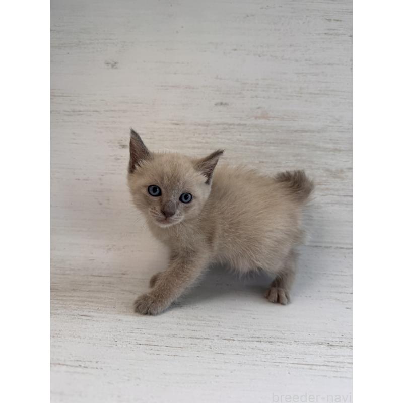 販売中の長野県のトイボブ-127919の17枚目