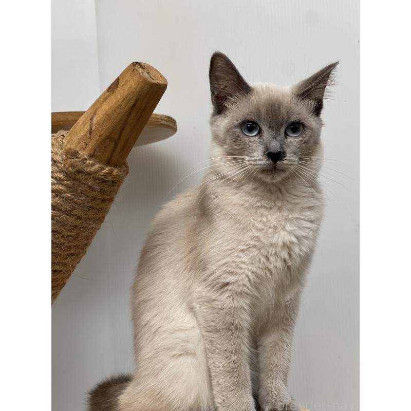 販売中の長野県のトイボブ-123009の2枚目