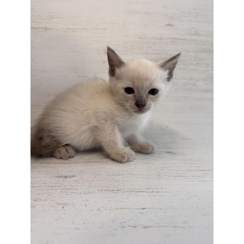 販売中の長野県のトイボブ-127916の19枚目