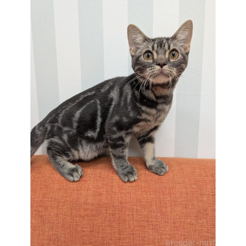 販売中の大阪府のアメリカンショートヘア-123100の3枚目