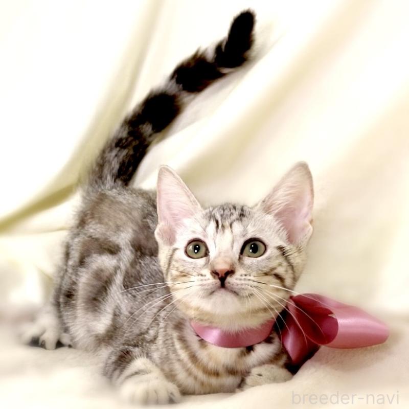 販売中の栃木県のマンチカン-127034の10枚目