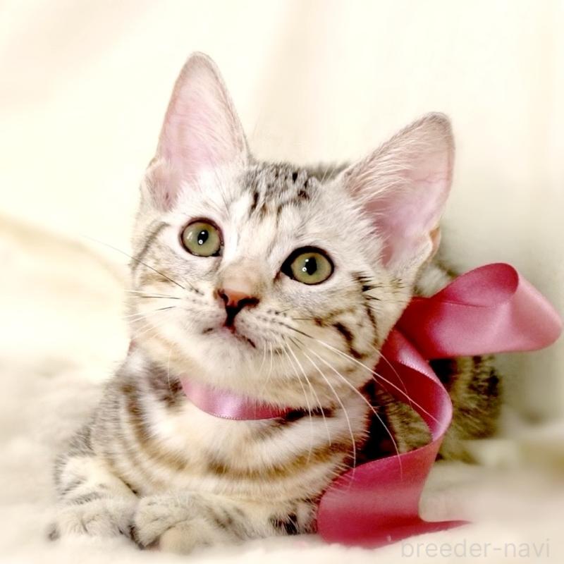 販売中の栃木県のマンチカン-127034の9枚目