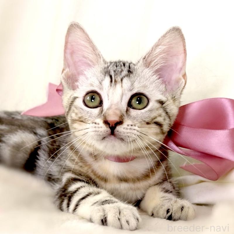 販売中の栃木県のマンチカン-127034の8枚目