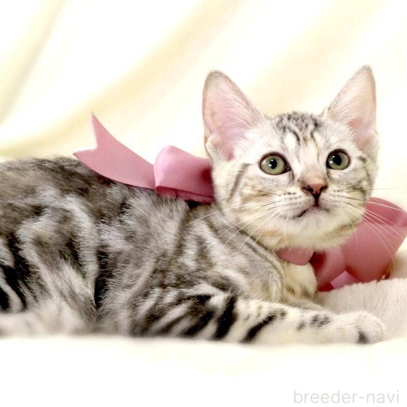 販売中の栃木県のマンチカン-127034の7枚目