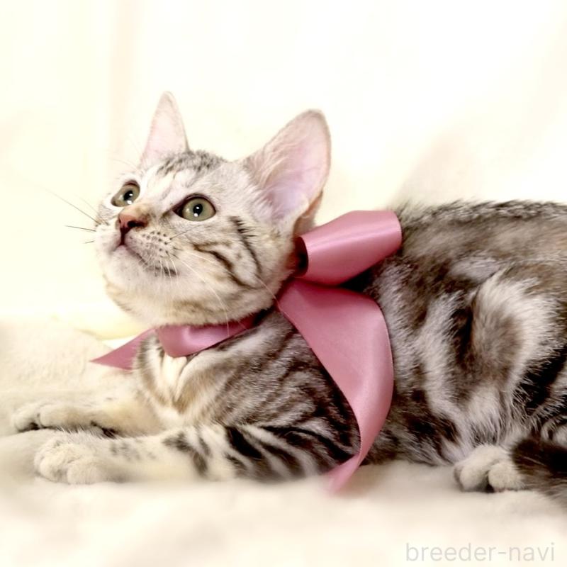 販売中の栃木県のマンチカン-127034の6枚目