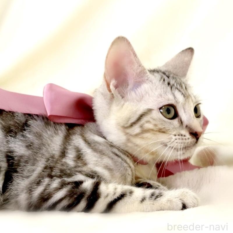 販売中の栃木県のマンチカン-127034の5枚目