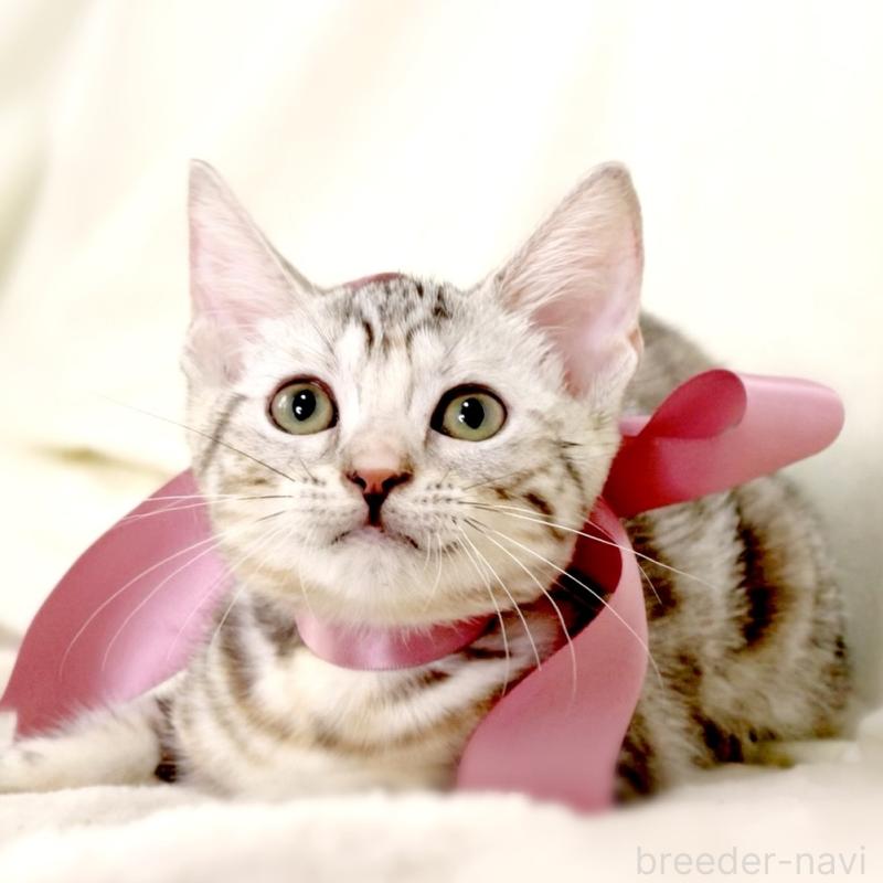 販売中の栃木県のマンチカン-127034の3枚目