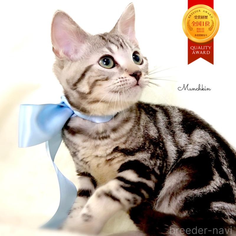 販売中の栃木県のマンチカン-127031の1枚目