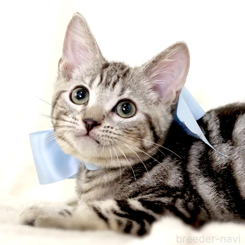 販売中の栃木県のマンチカン-127031の10枚目