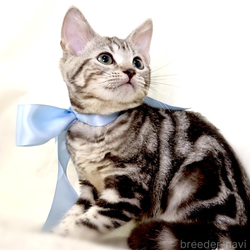 販売中の栃木県のマンチカン-127031の9枚目