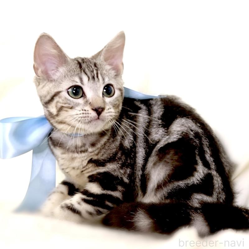 販売中の栃木県のマンチカン-127031の8枚目