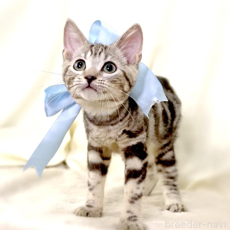 販売中の栃木県のマンチカン-127031の7枚目